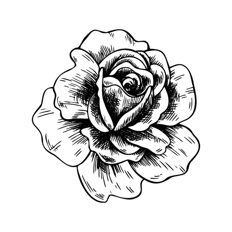 A gorgeous bud of an open rose with large petals. Graphic line art hand drawn ink black and white illustration clip-art. Isolated object flower vector