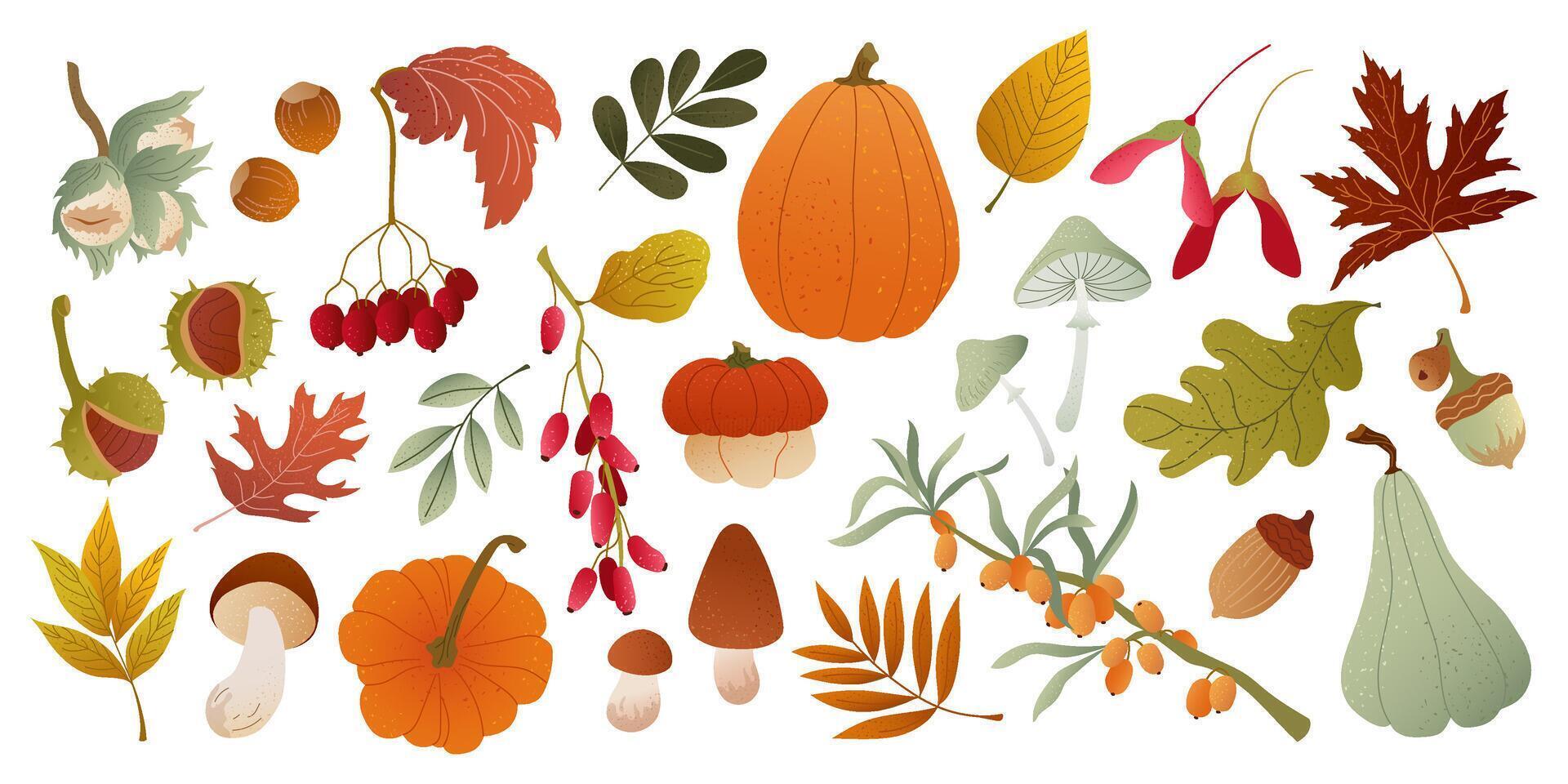 Autumn leaves and seasonal harvest illustrations vector