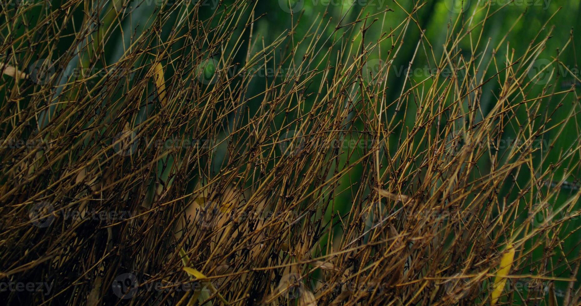 A bird is sitting on a branch in the grass photo