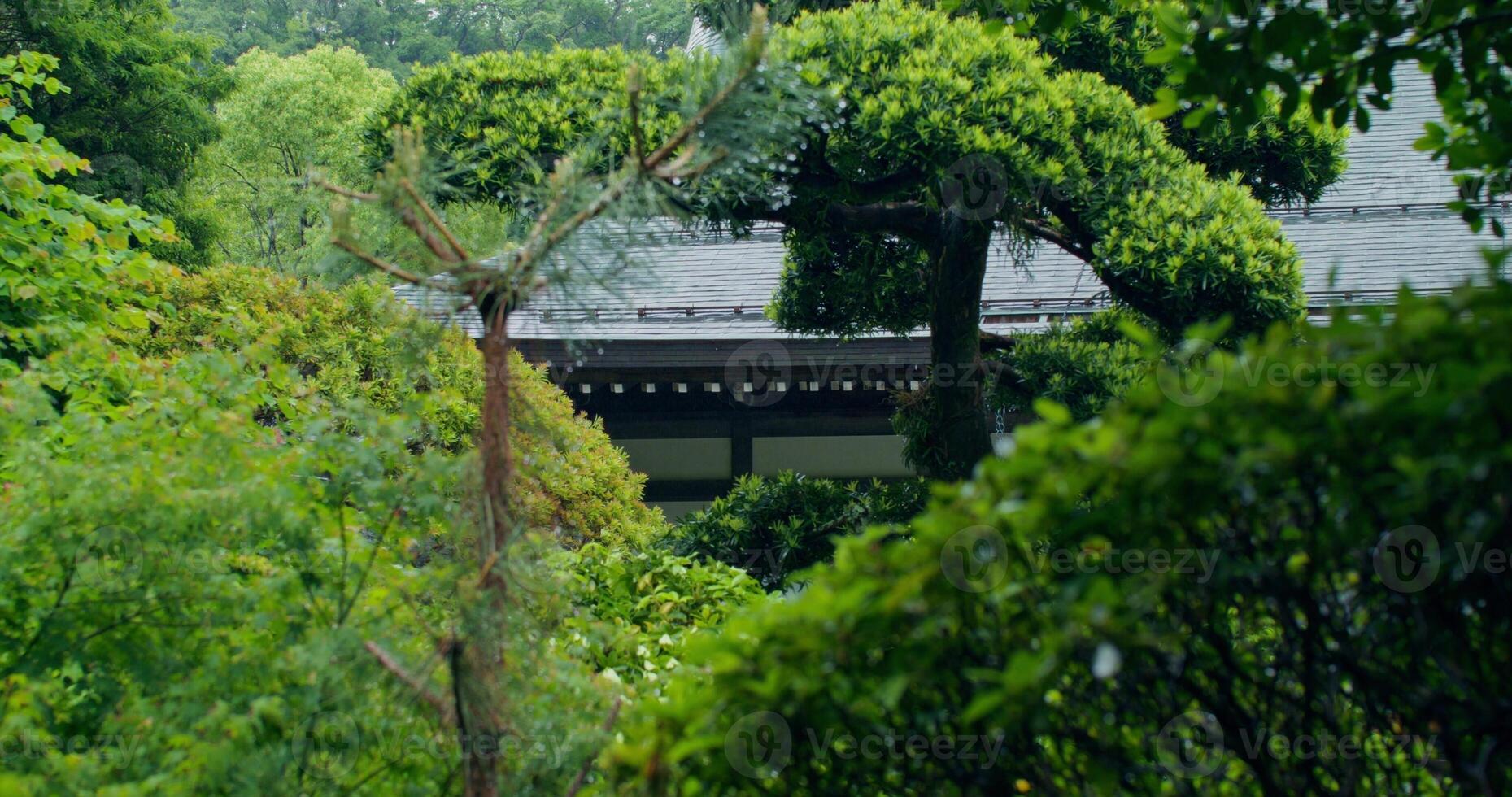 A view of a garden with trees and shrubs photo