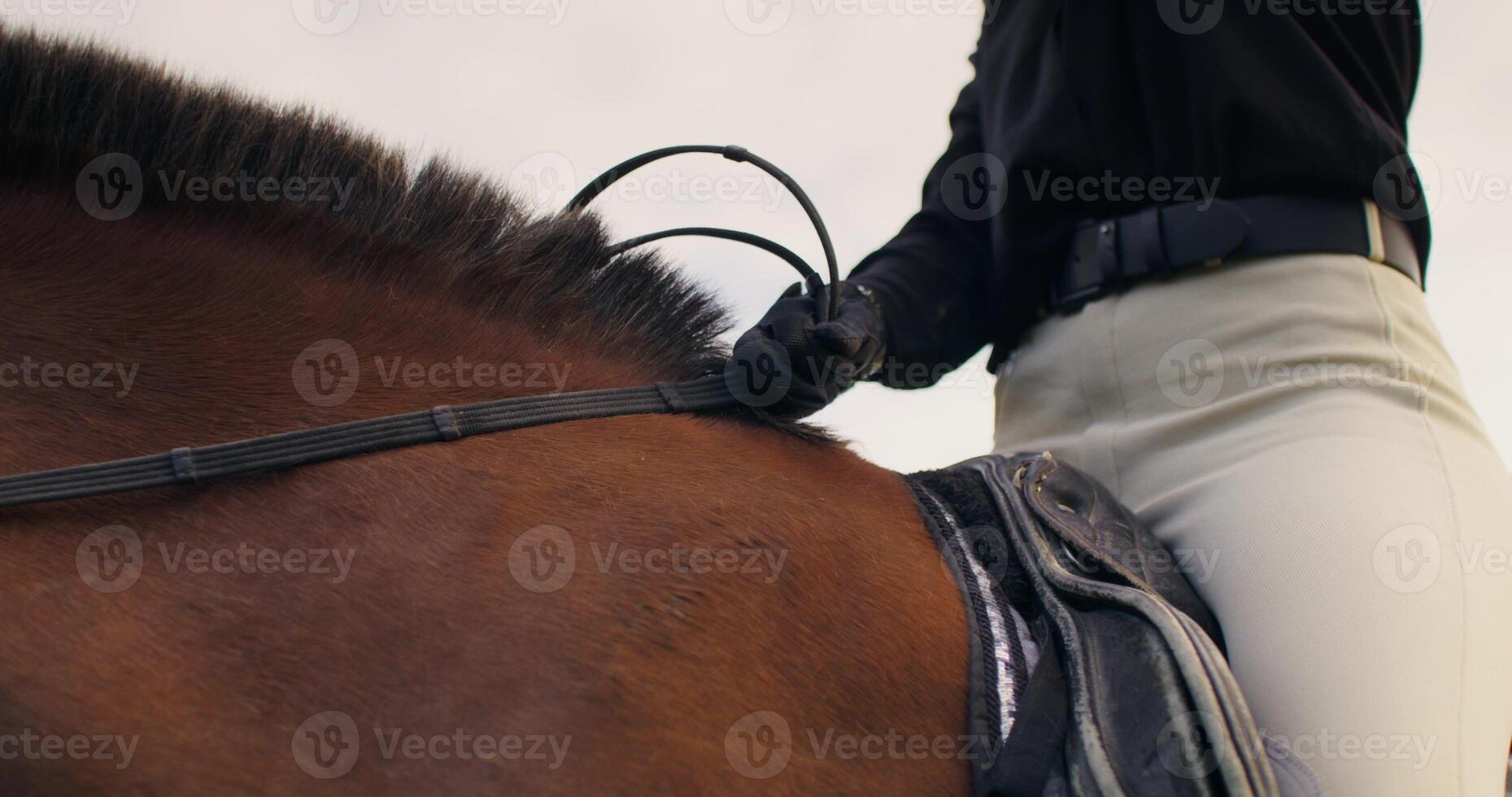 A close up of a horse's leg photo