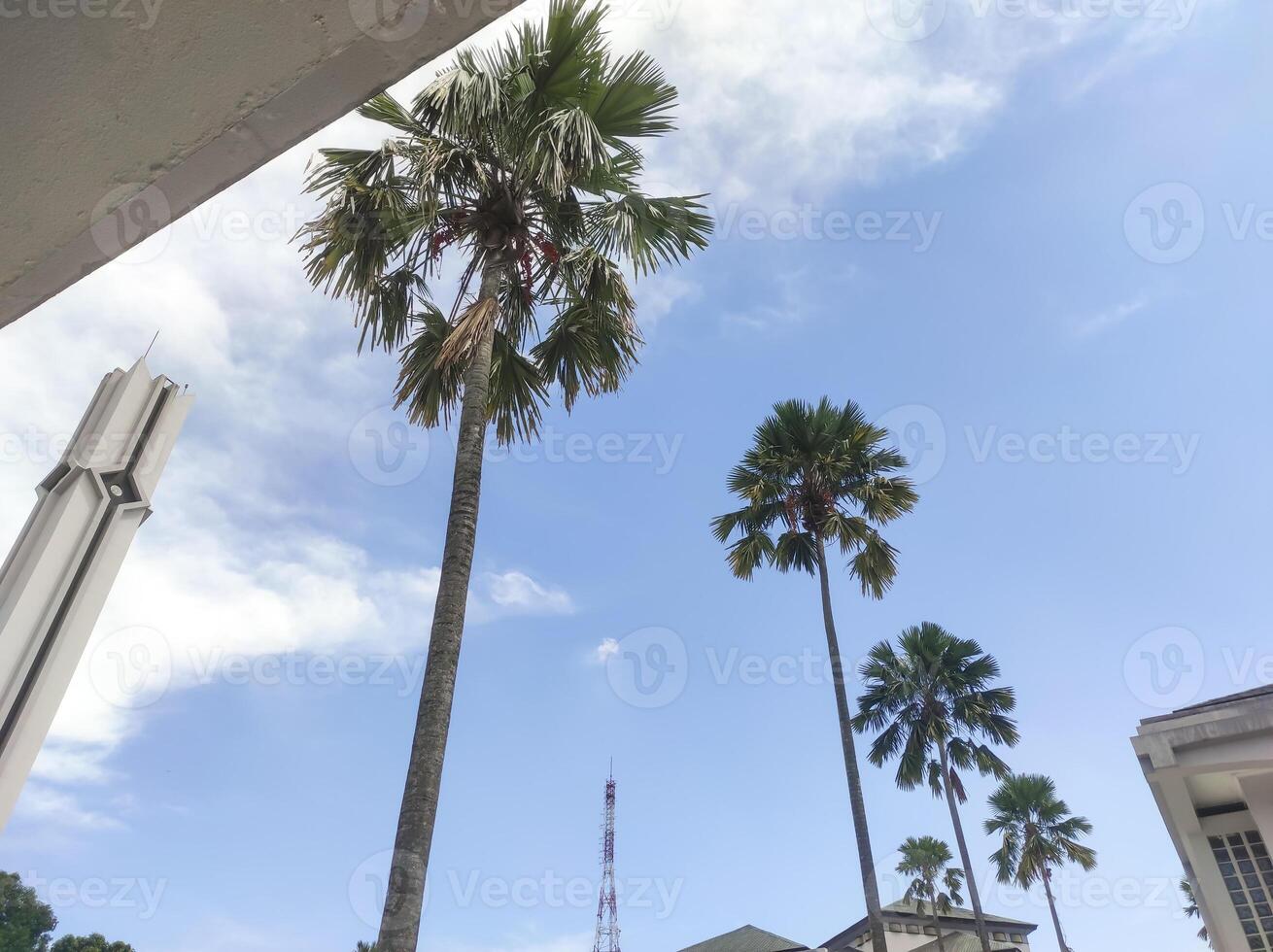 Three palm trees decorate the mosque area. Muslim prayer areas are often decorated with palm trees to evoke a Middle Eastern atmosphere. Nature and architectural backdrops. Negative space. photo