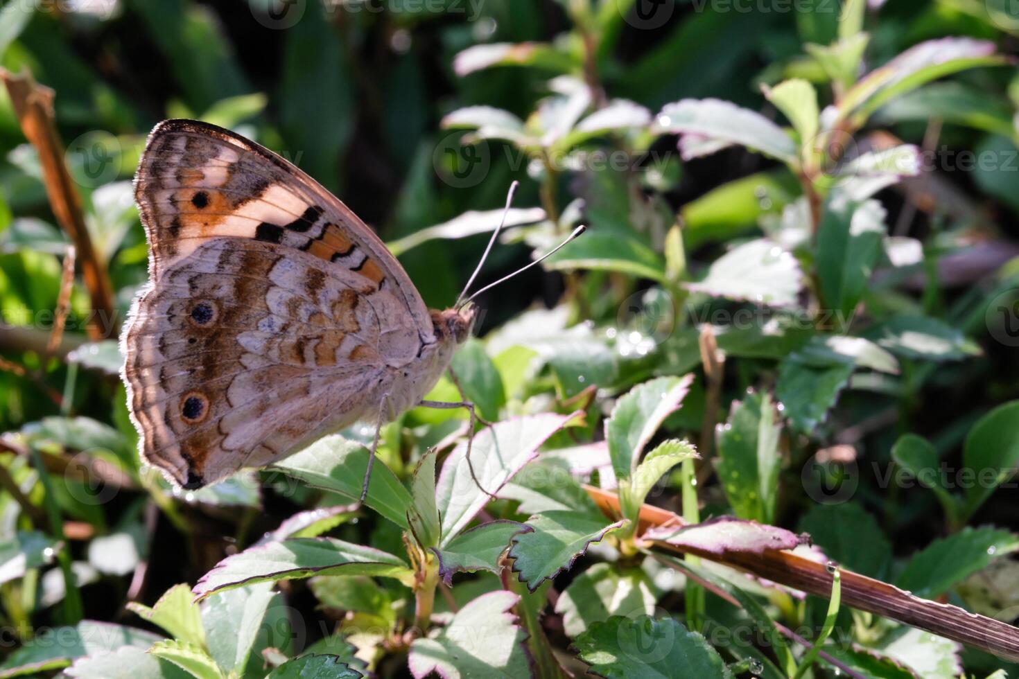 Close-up photo of a Common tiger butterfly perched while flapping its wings. Macrophotography of the insect perched in the bush, resting while looking for food. Animal Shot with Negative space