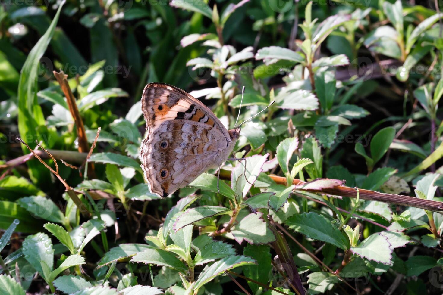 Close-up photo of a Common tiger butterfly perched while flapping its wings. Macrophotography of the insect perched in the bush, resting while looking for food. Animal Shot with Text space