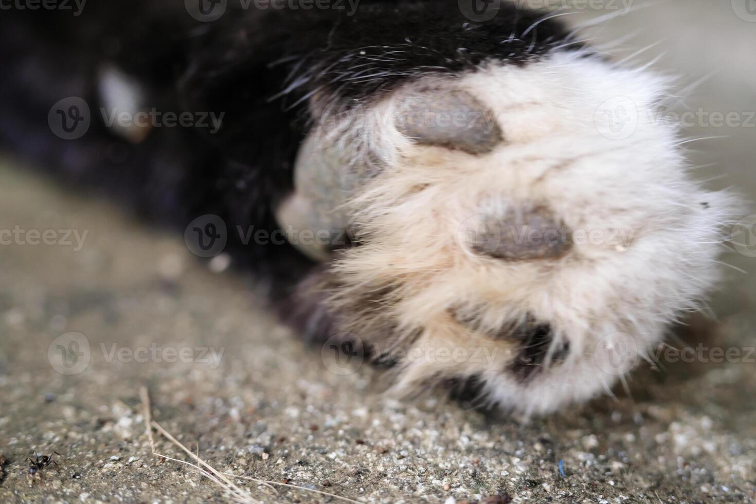 Close-up shot of a cat's dirty paws on a cement floor. The black-furred cat's paws are covered in dirt and crust, and its fur is covered in mud. Macrophotography of an animal's body. Copy Space photo