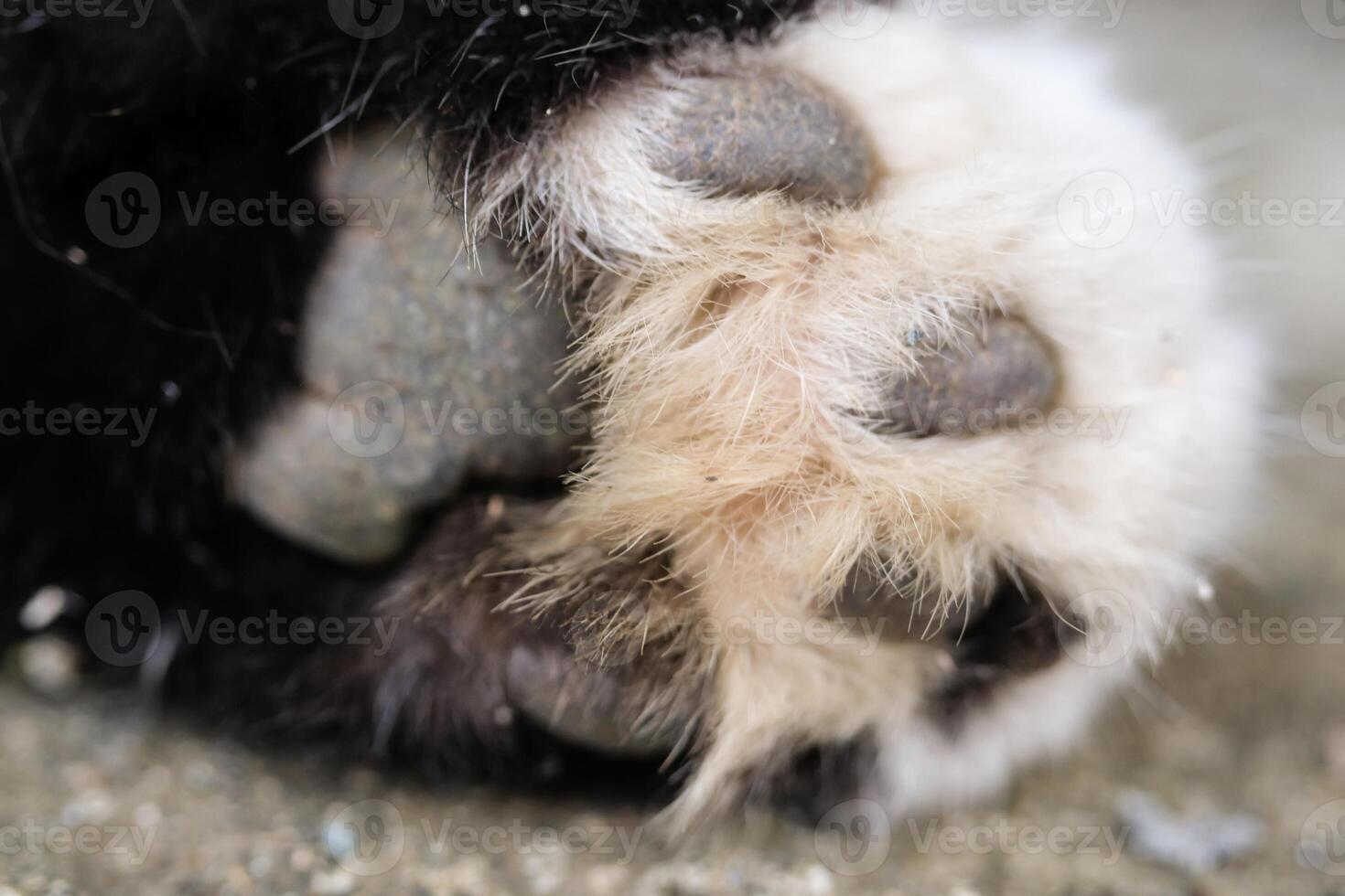 Close-up shot of a cat's dirty paws on a cement floor. The black-furred cat's paws are covered in dirt and crust, and its fur is covered in mud. Macrophotography of an animal's body. Text Space photo