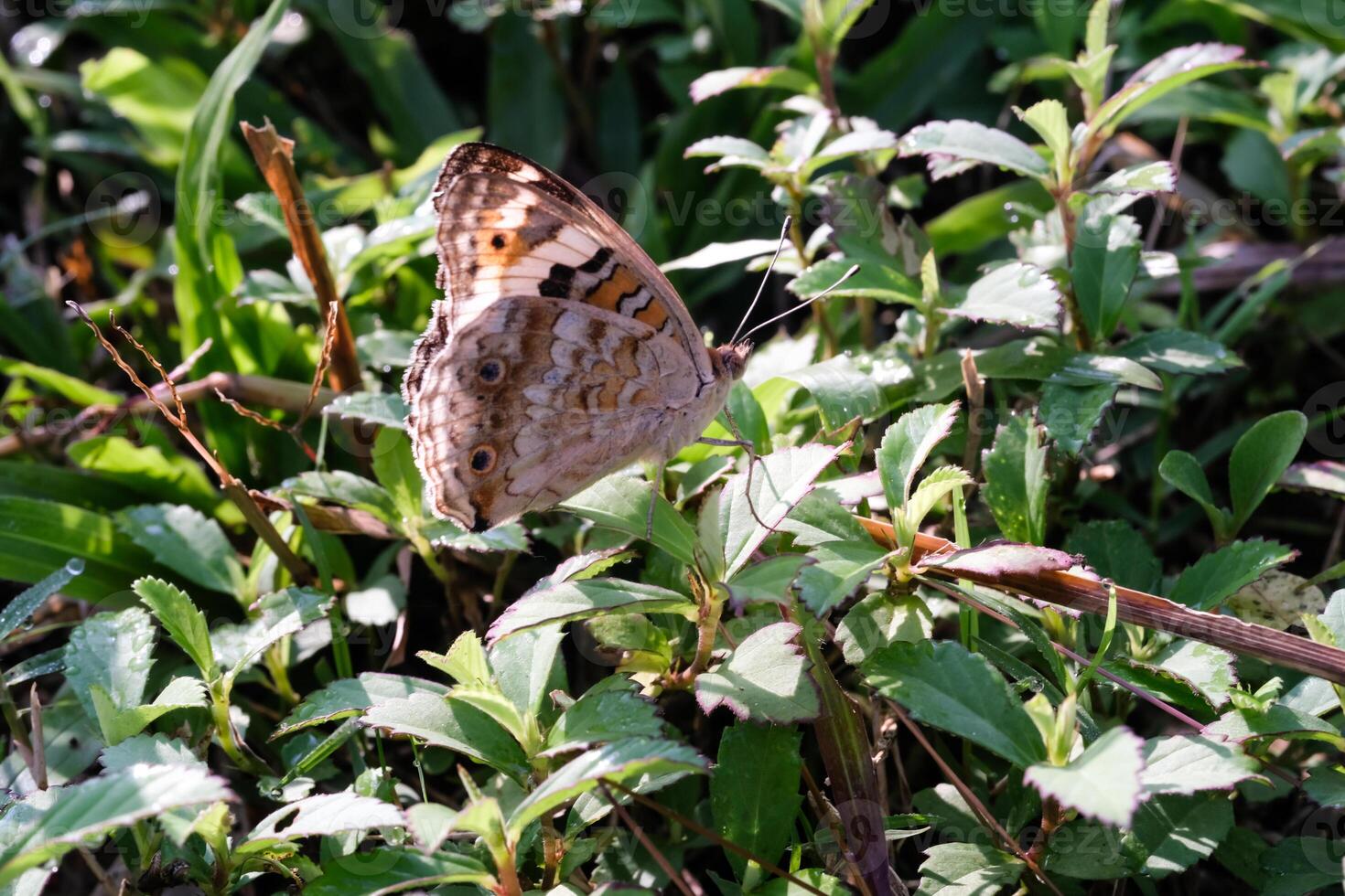 Close-up photo of a Common tiger butterfly perched while flapping its wings. Macrophotography of the insect perched in the bush, resting while looking for food. Animal Shot