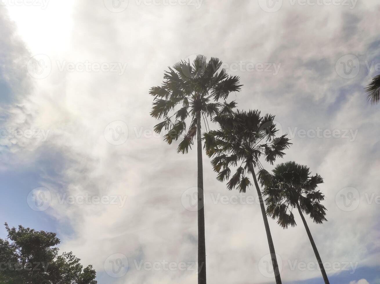Three palm trees decorate the mosque area. Muslim prayer areas are often decorated with palm trees to evoke a Middle Eastern atmosphere. Nature and architectural backdrops. Text space. photo