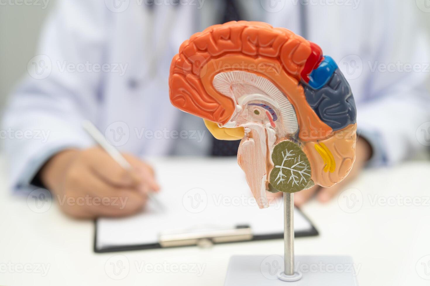 Asian doctor with brain anatomy model for treatment in hospital. photo