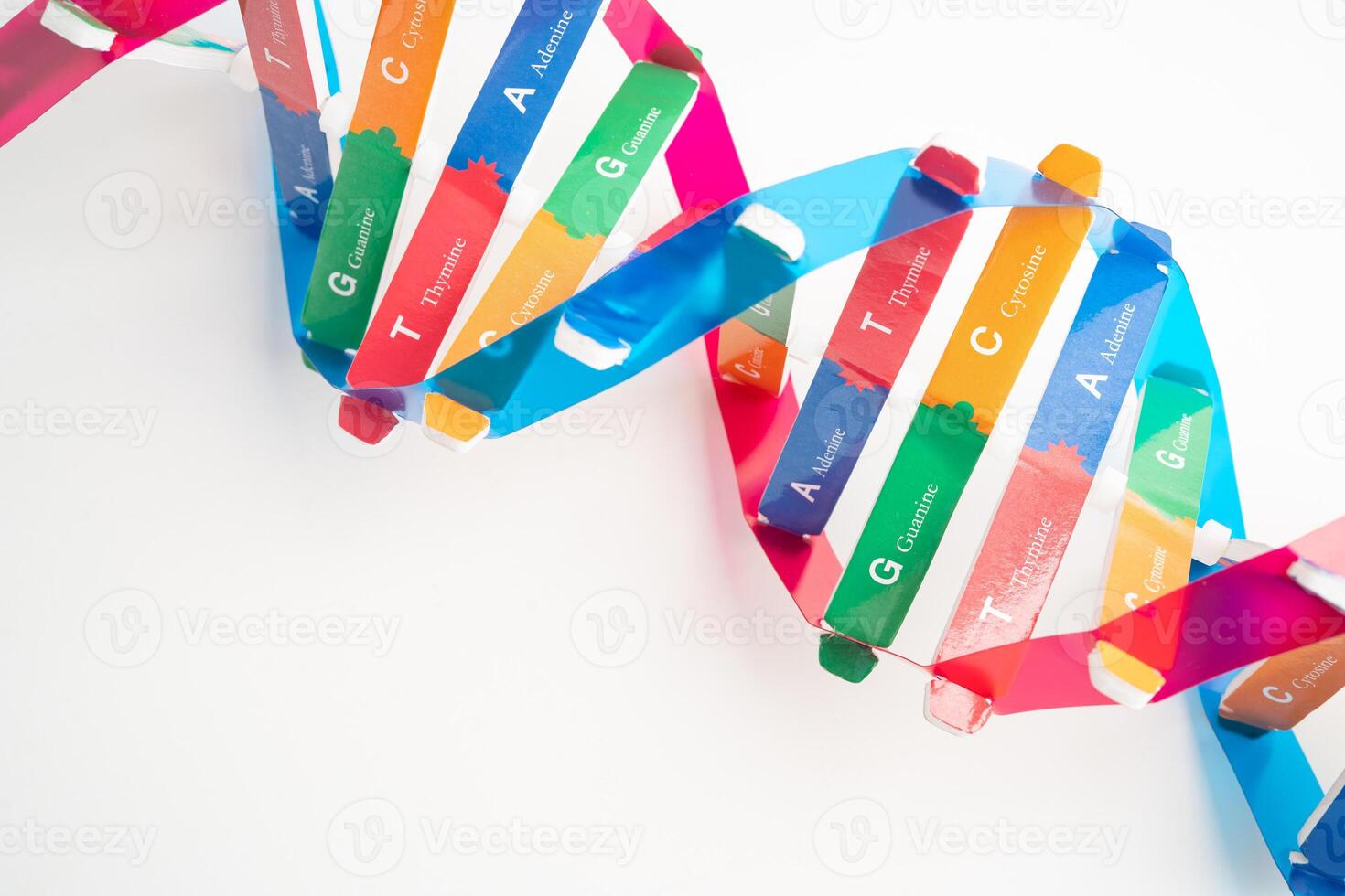 DNA Deoxyribonucleic acid is a double helix chains structure formed by base pairs attached to a sugar phosphate backbone. photo