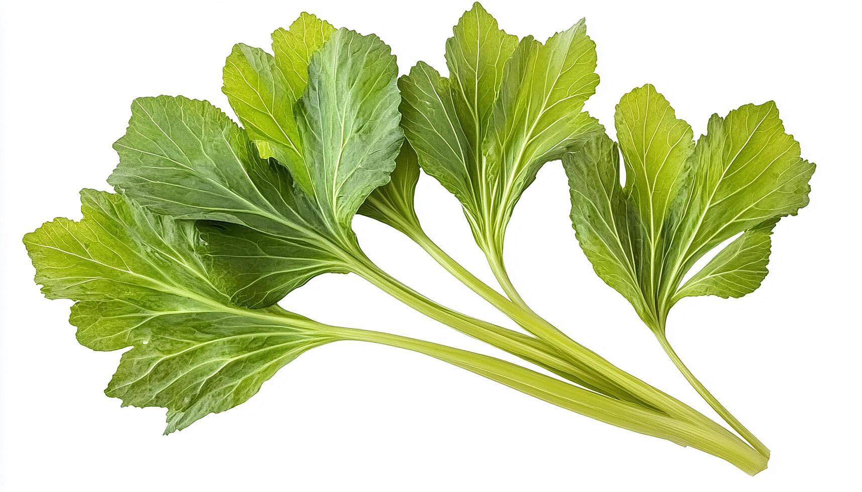 A close up shot of several vibrant green leafy vegetables on a plain white background view photo