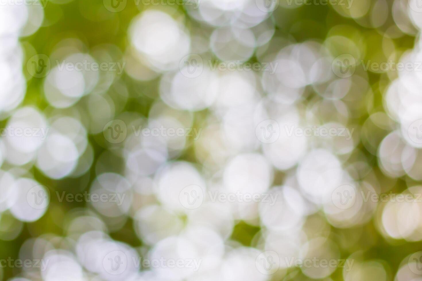 A blurry image of a tree with green leaves photo