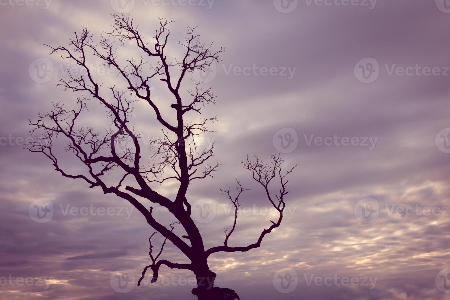 A dead tree on a hill with a cloudy sky photo