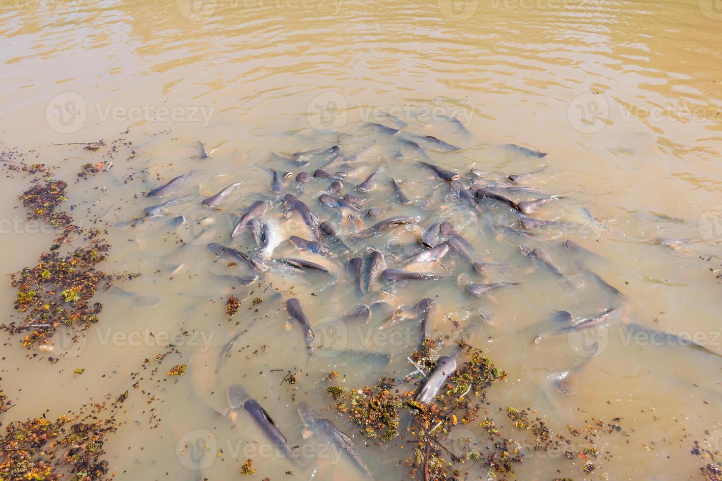 A group of fish in a muddy water photo