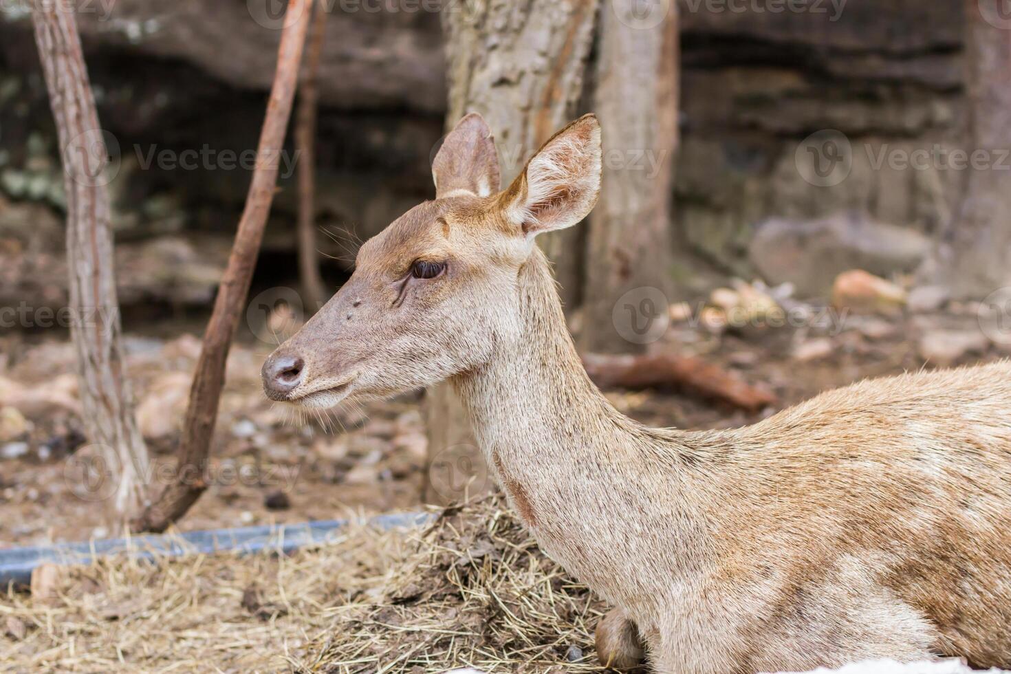 A deer laying down in a field next to a tree photo