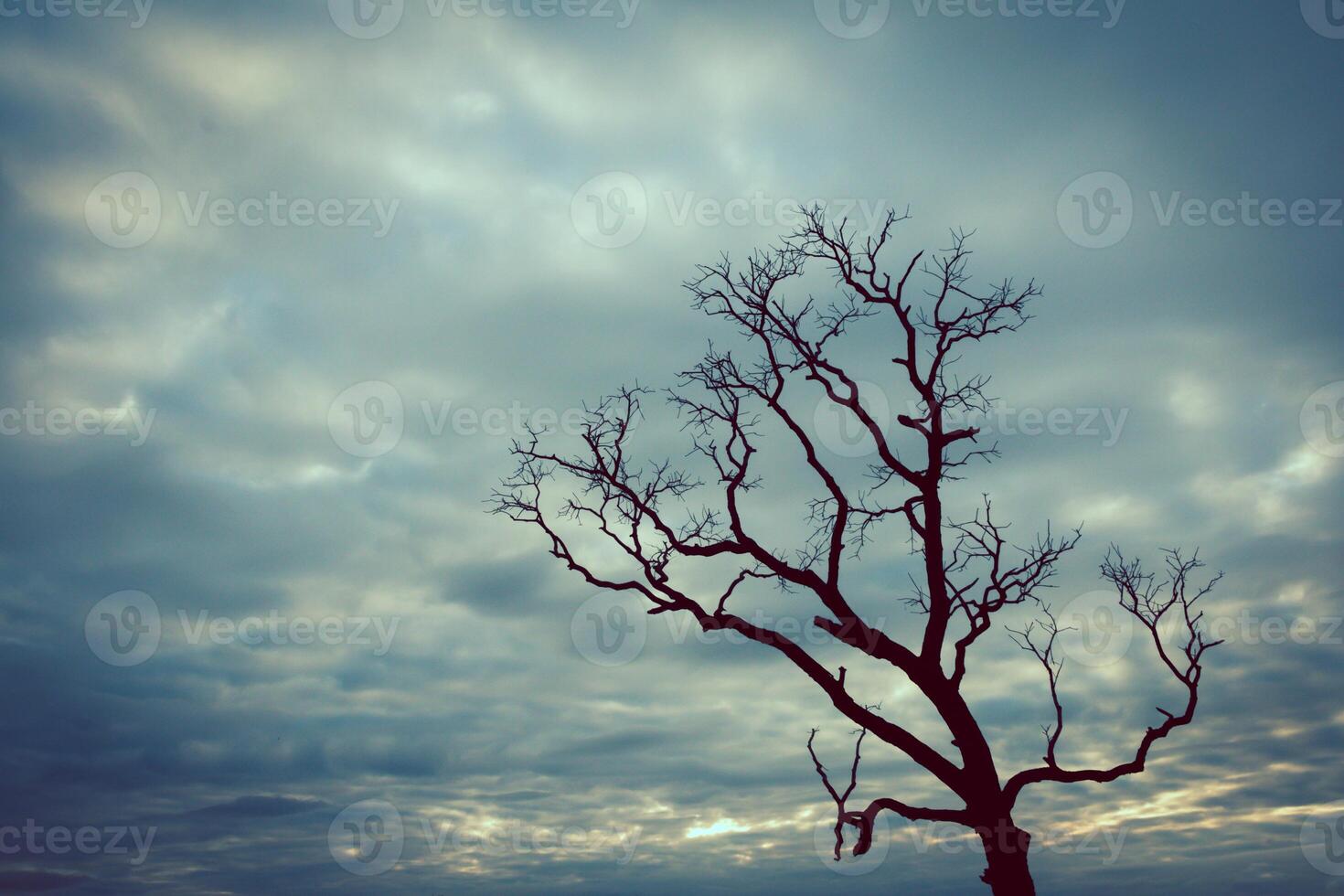 A lone tree stands in front of a cloudy sky photo