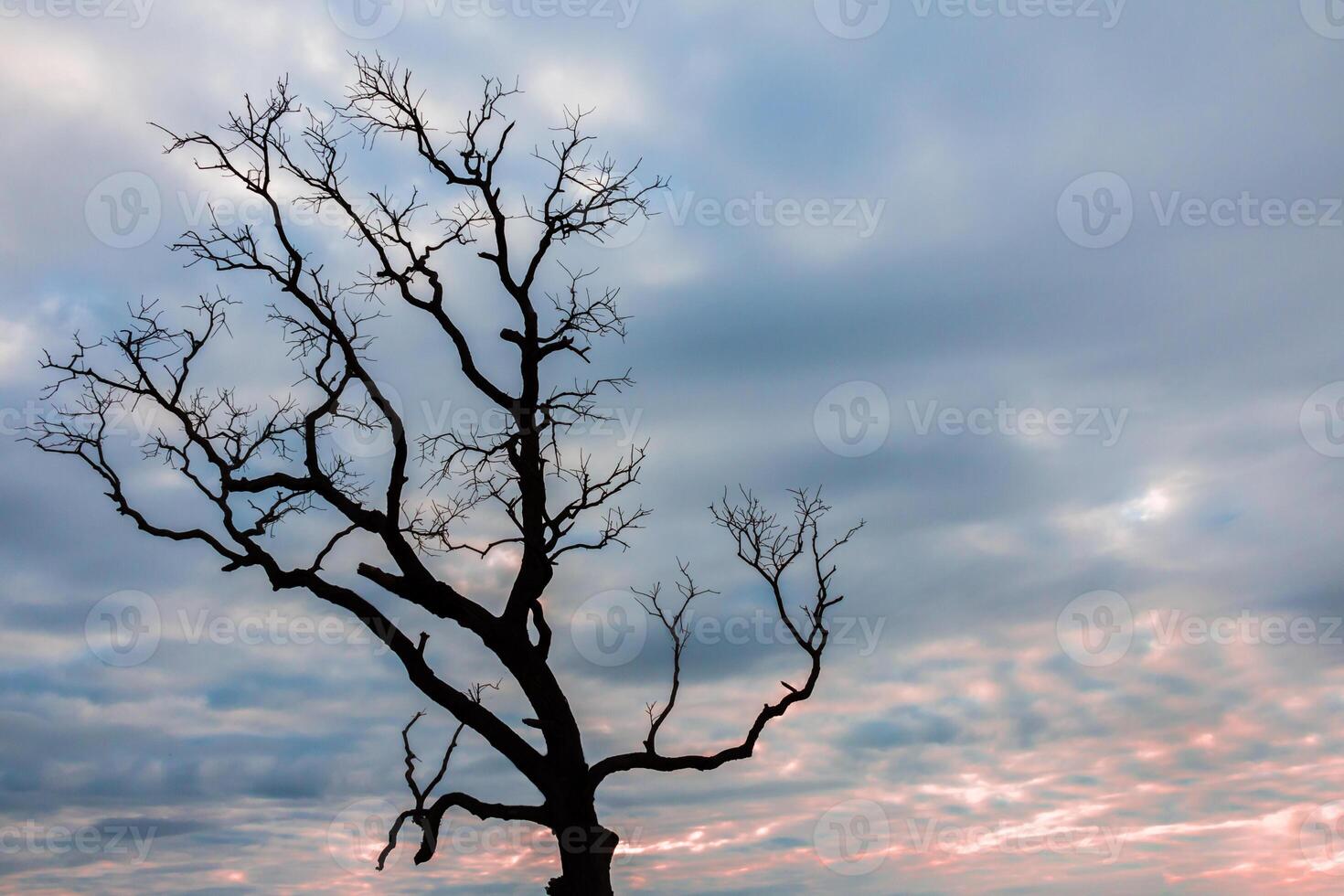 A dead tree stands alone in the middle of a field photo