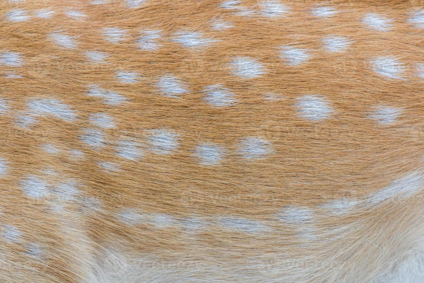 Close up of a deer's back with white spots photo