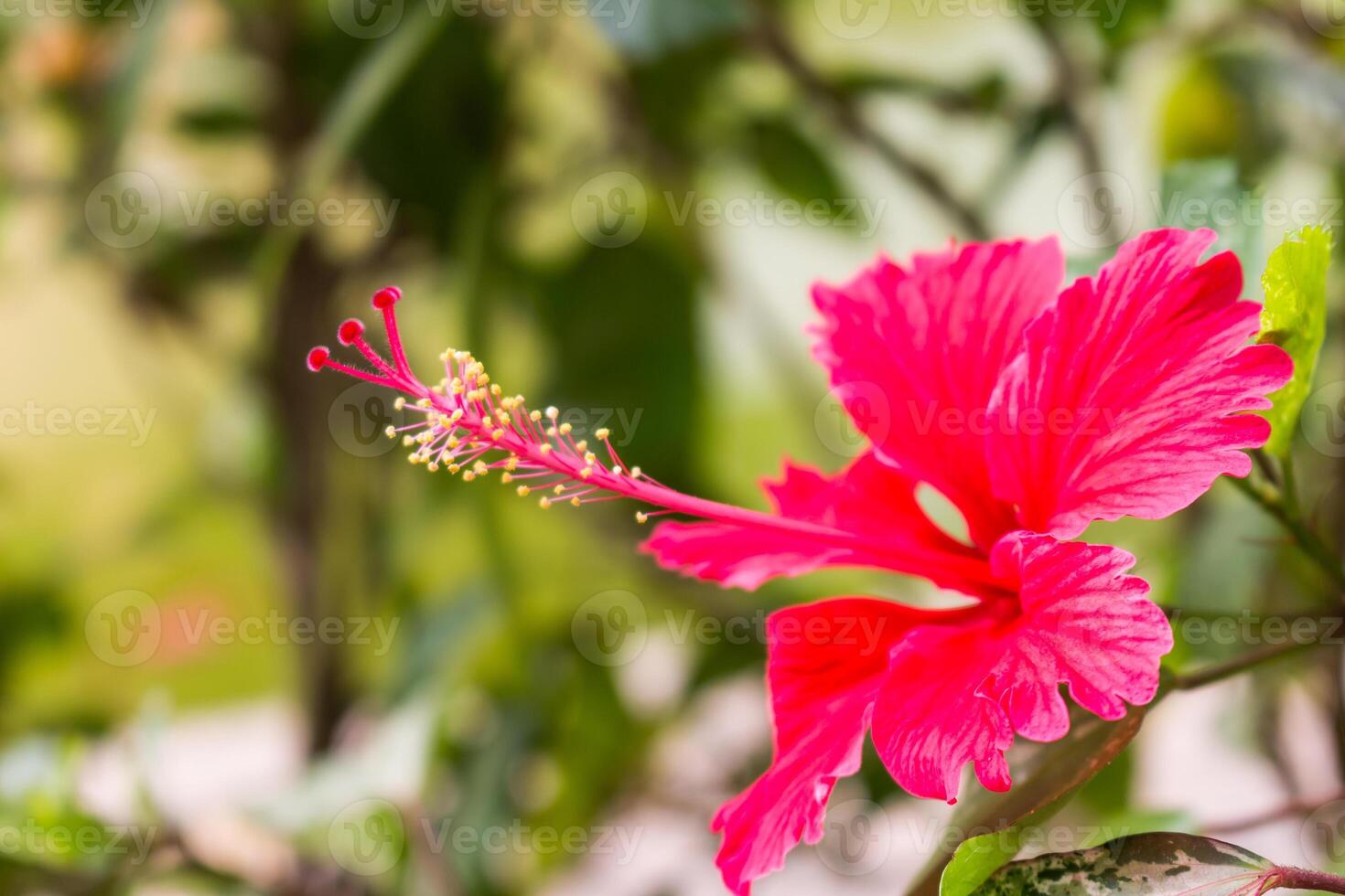 A red flower is blooming in the middle of a green plant photo