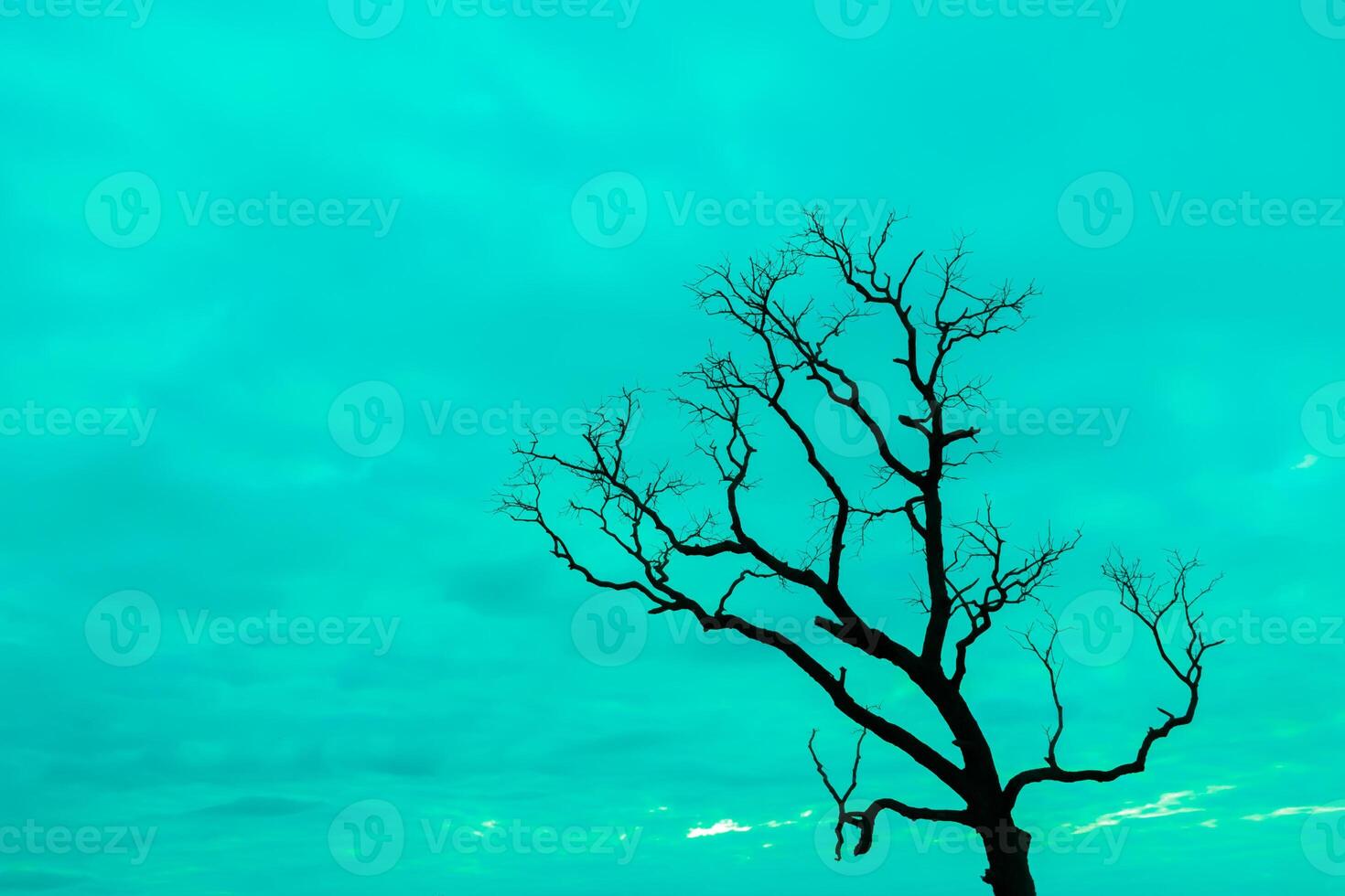 A dead tree in the middle of a field photo