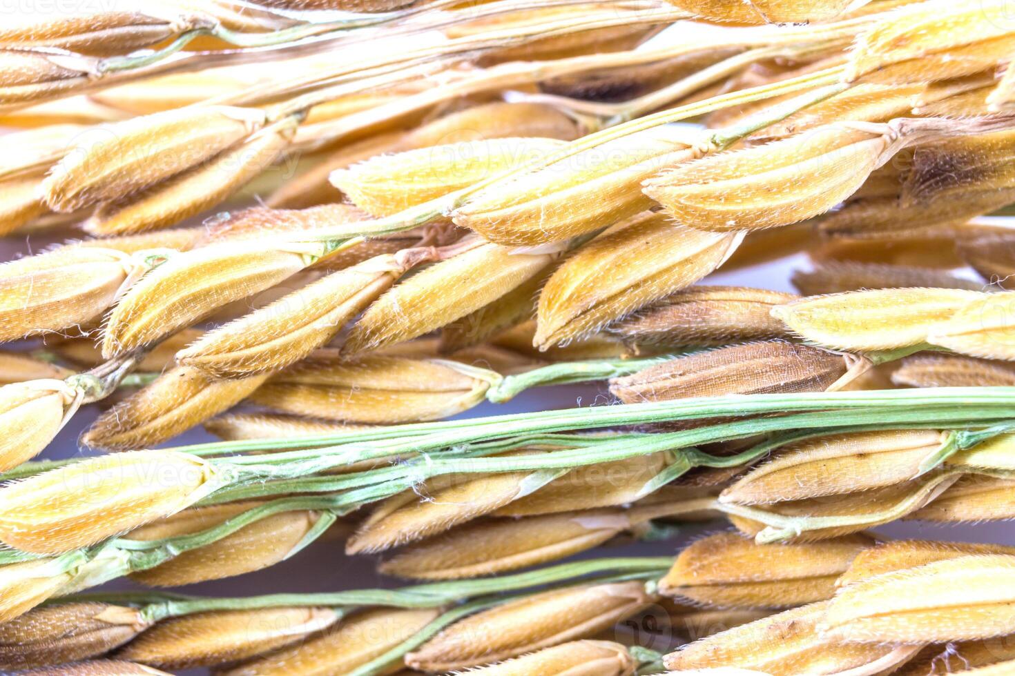 A bunch of dried oat stalks photo