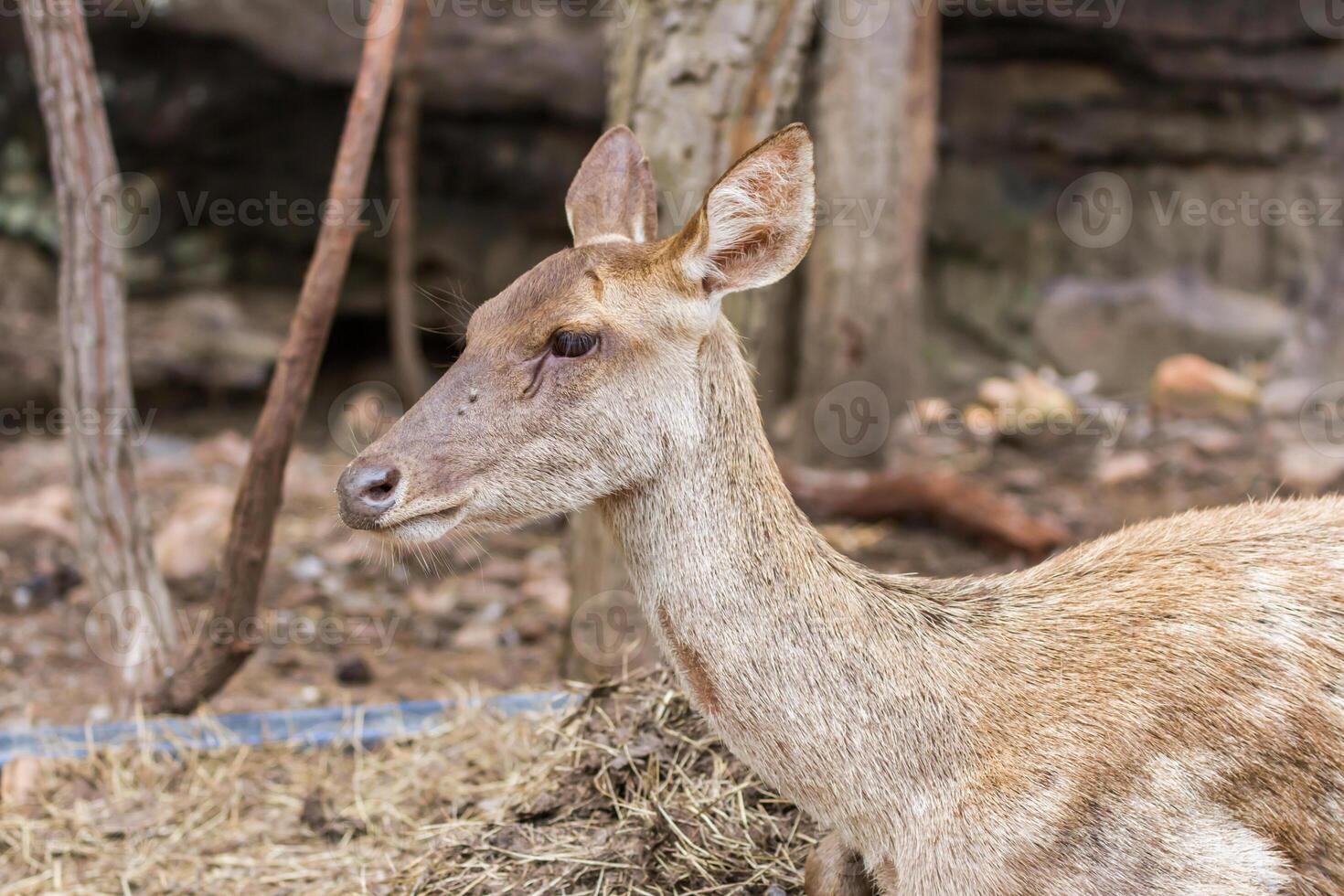 A deer is standing in a field with some hay photo