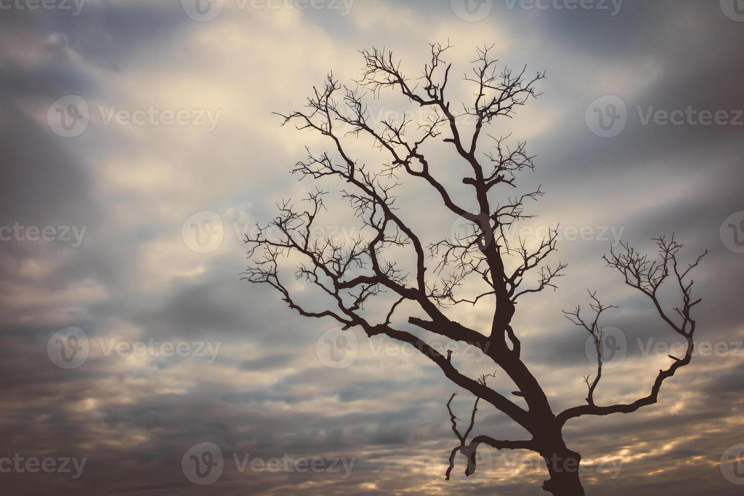 A dead tree stands in front of a cloudy sky photo