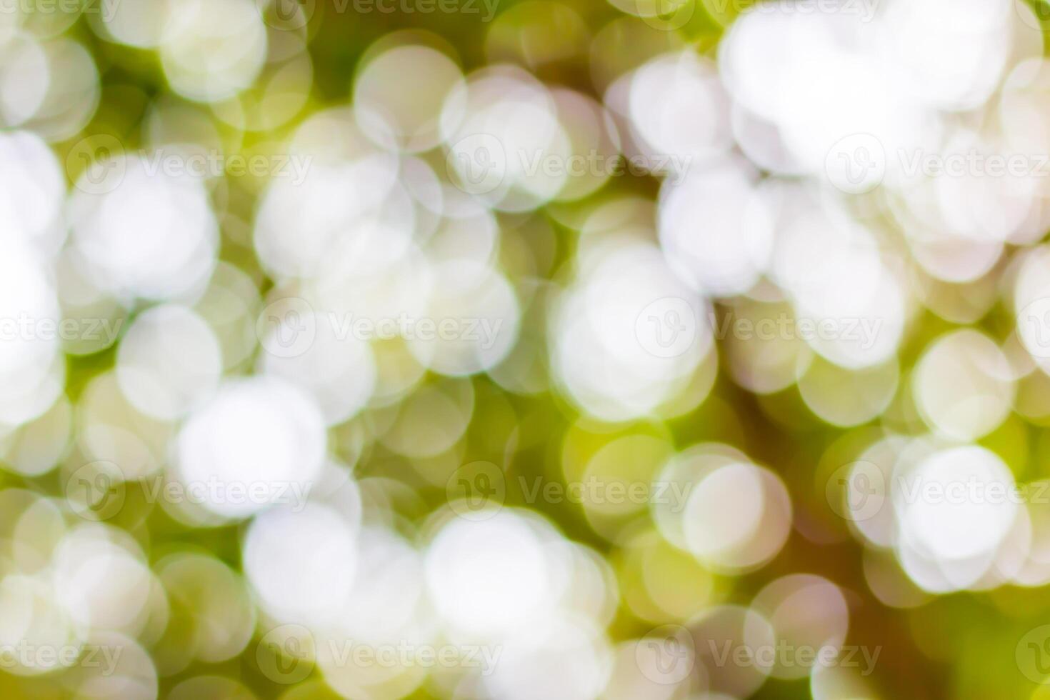A close up of a tree with a green background photo