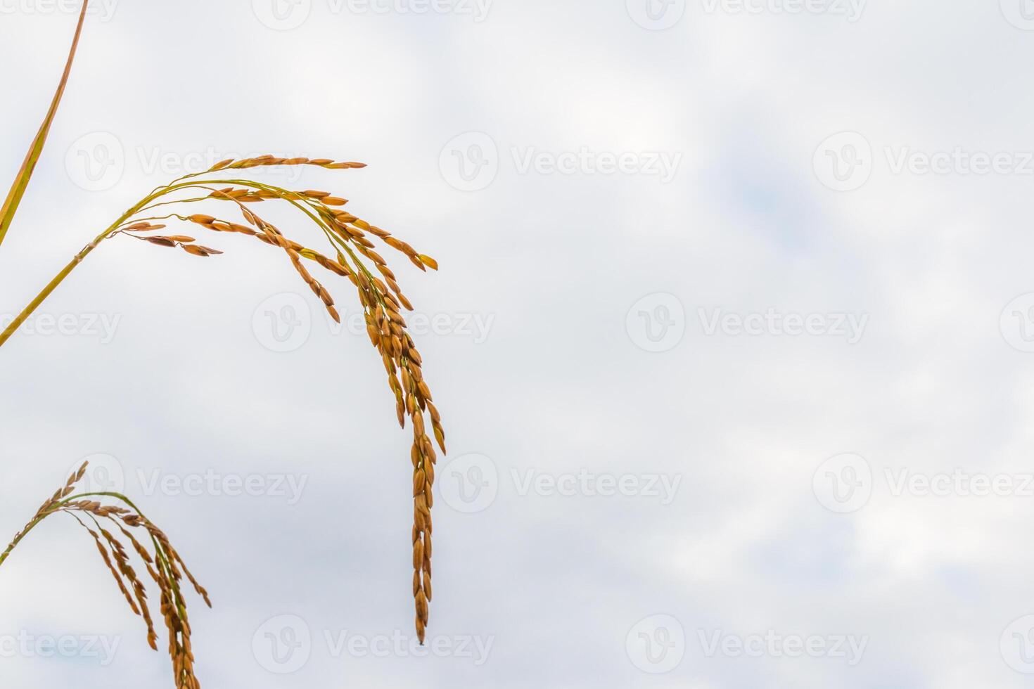 A close up of a bird flying through the air photo