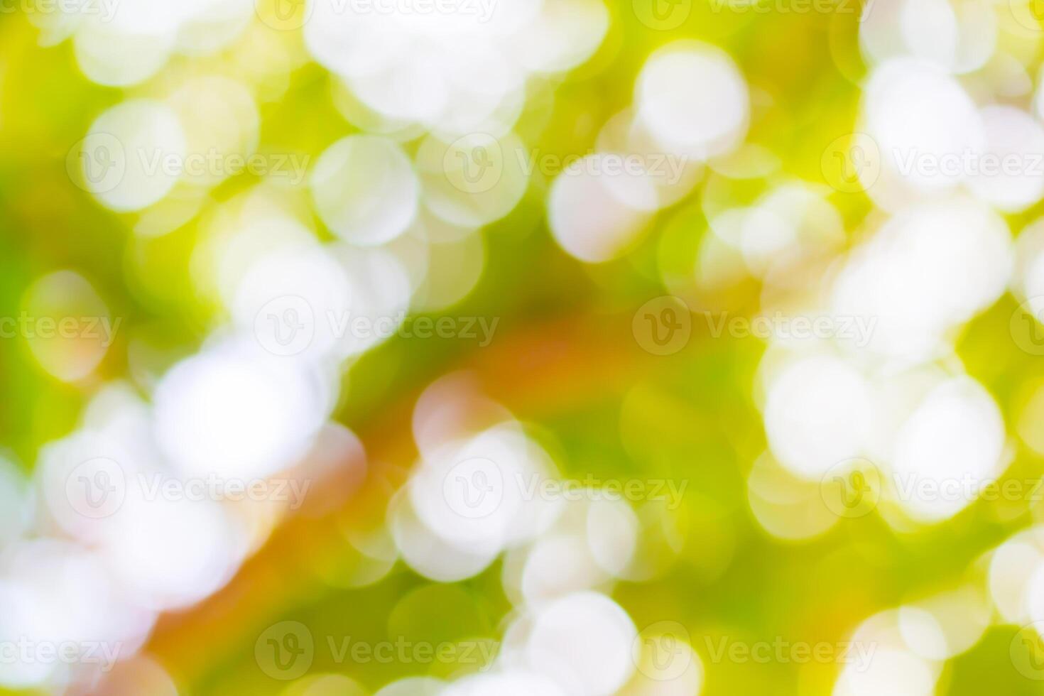 A close up of a tree with bright green leaves photo