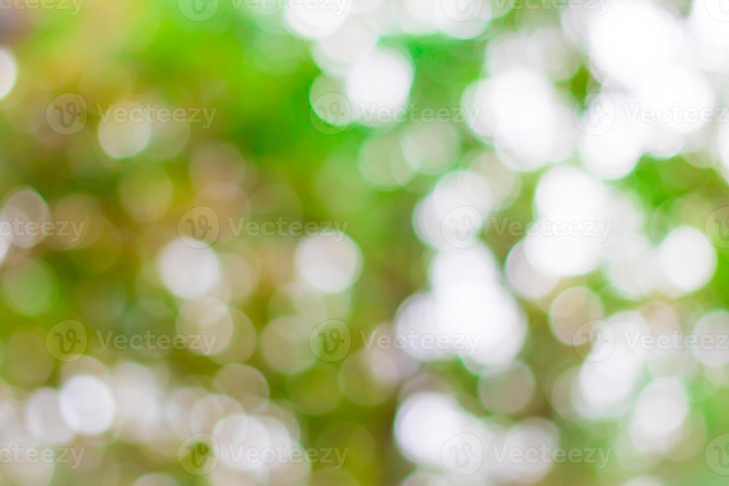 A close up of a green tree with a blurry background photo