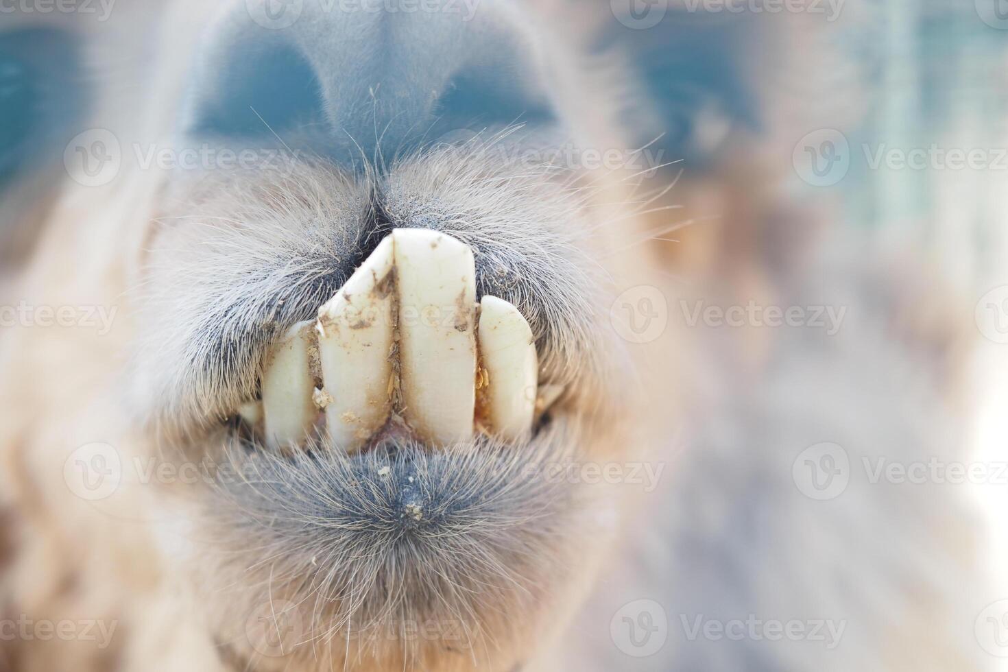 Camel close-up with unique teeth and friendly smile photo