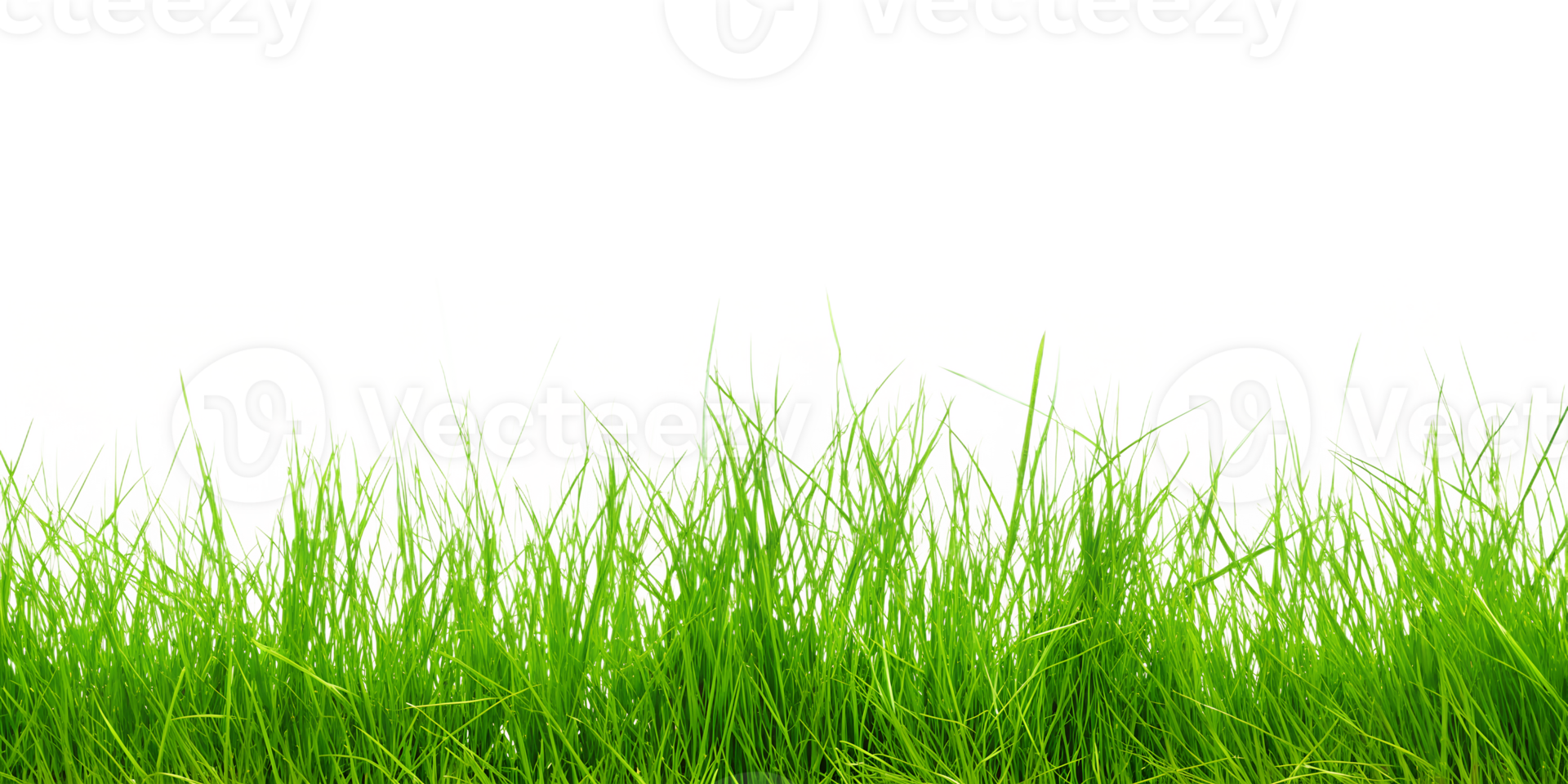 A grassy field with a transparent background png