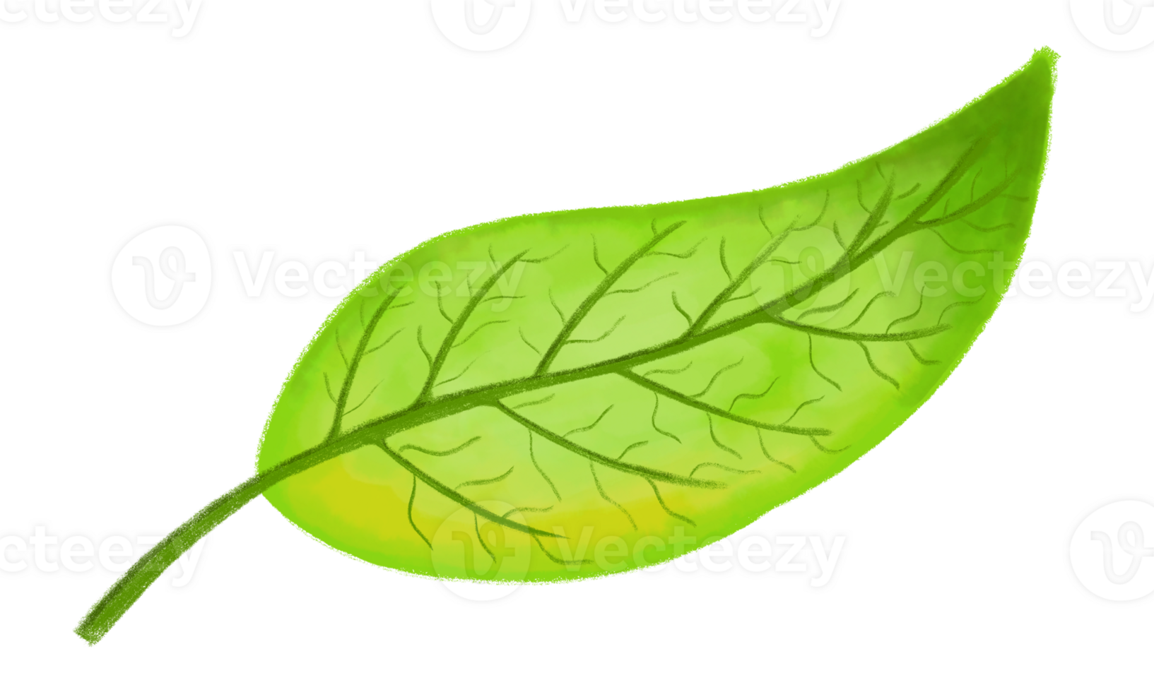 Fresh green leaf on transparent background. For plant, environment, or nature illustration. png