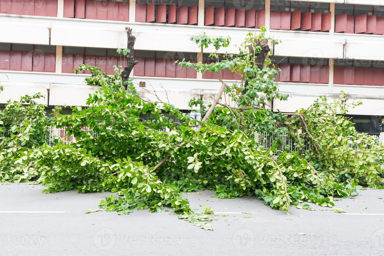 A large tree that has fallen over photo