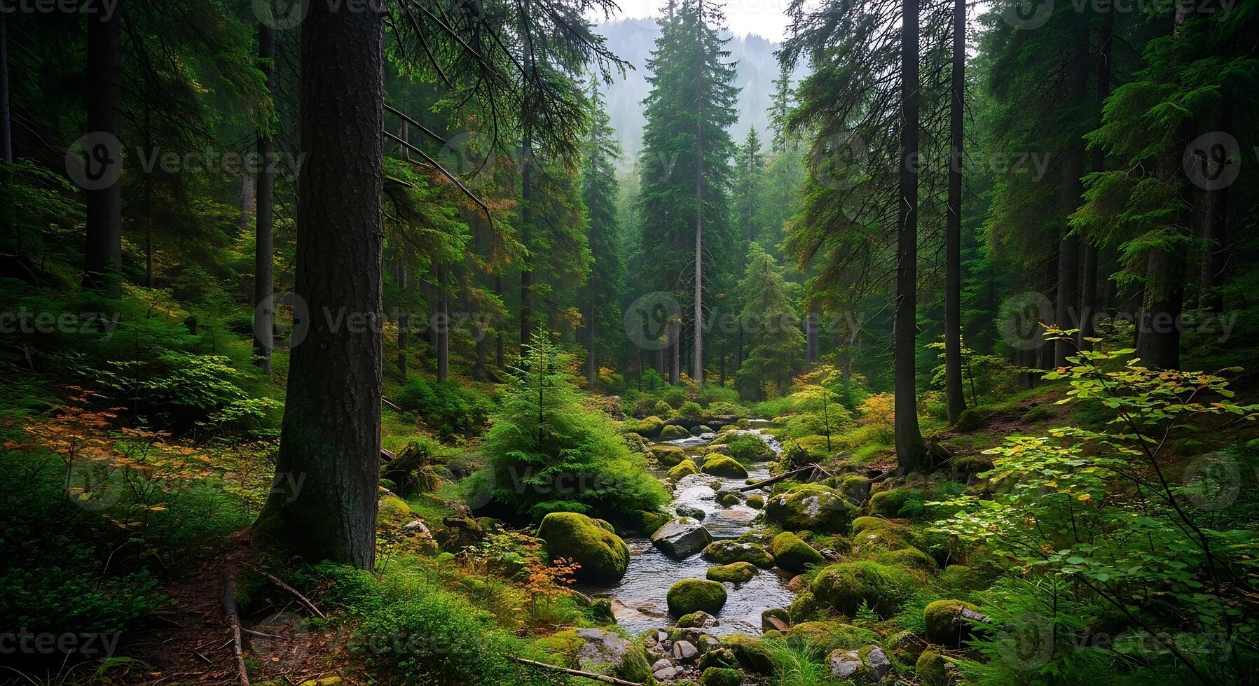 Misty Forest Stream Amidst Tall Evergreen Trees and Lush Green Undergrowth on a Cool Morning photo