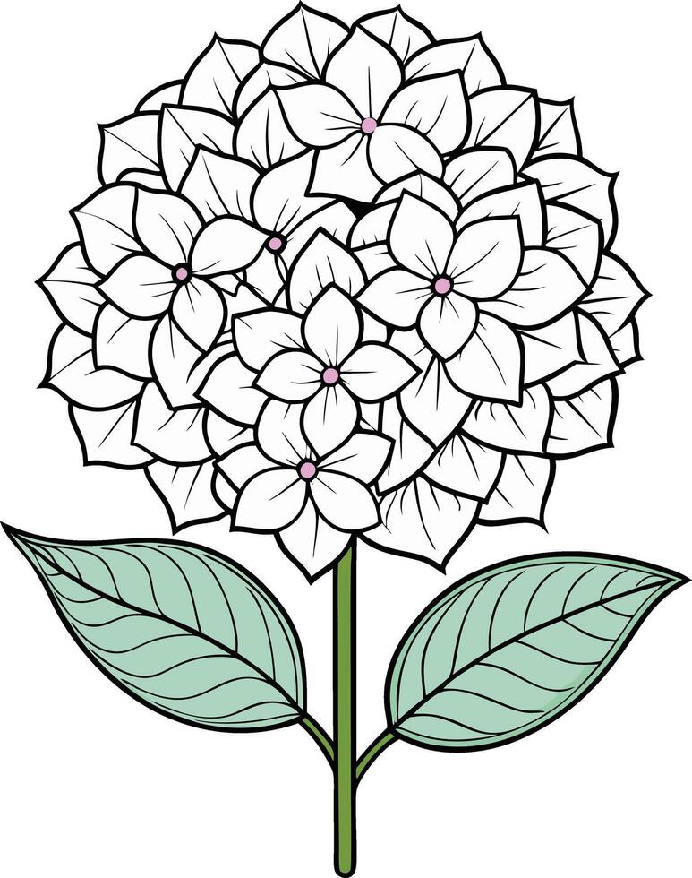 Hydrangea flower illustration white background vector