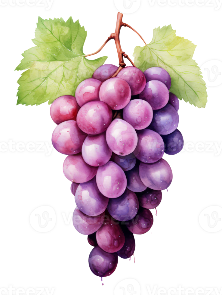 Cluster of purple grapes with leaf, watercolor realistic botanical fruit illustration for healthy food and harvest themes png