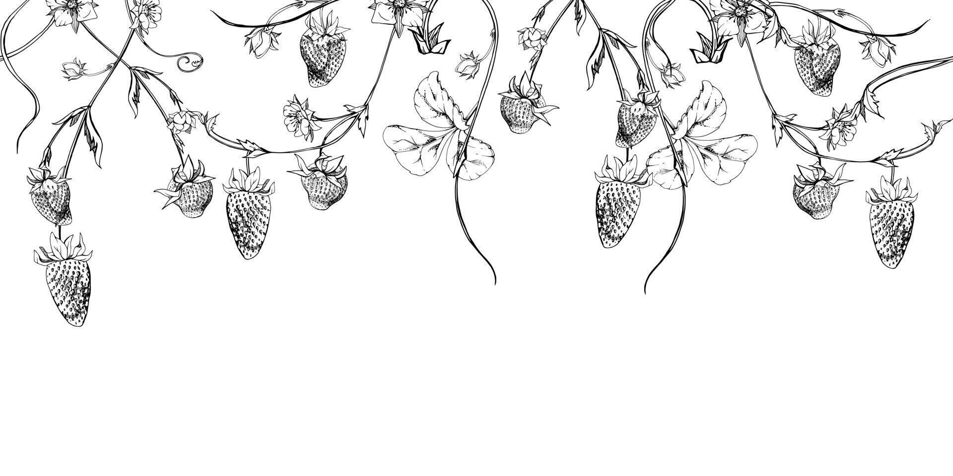 Strawberry berries leaves flowers hanging bunch, vines tendrils creepers garland, ripe garden pineberry strasberry. Hand drawn in ink. Isolated seamless banner border. Farmers market, florist vector