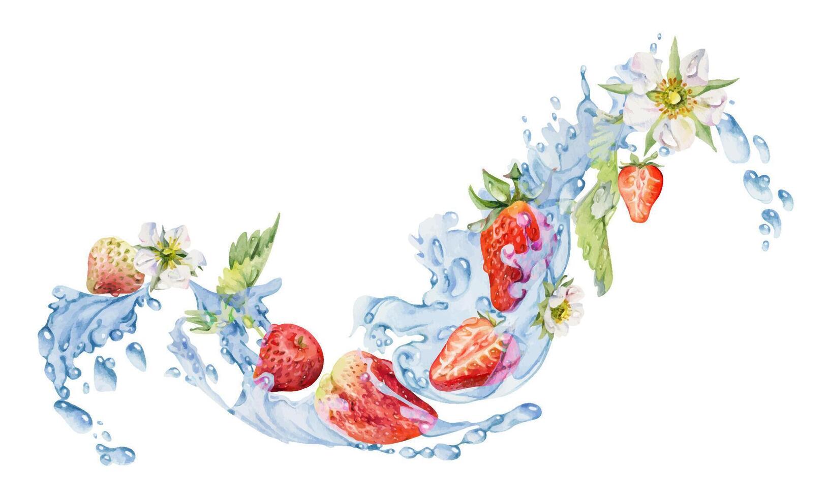 Strawberries splashing in water vector