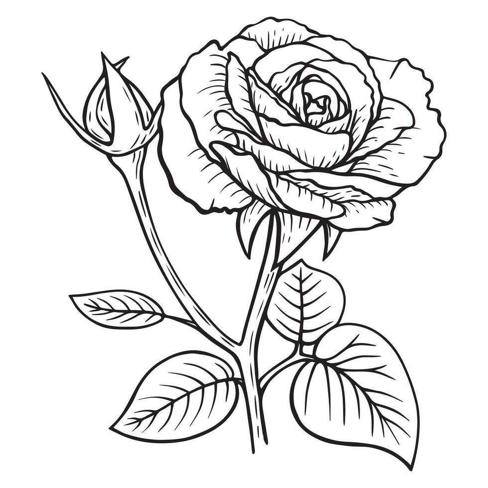 Hand-drawn illustration. Rose line art. Botanical coloring page vector