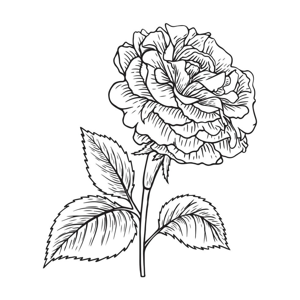 Hand-drawn illustration. line art. Rose flower. Botanical coloring page vector