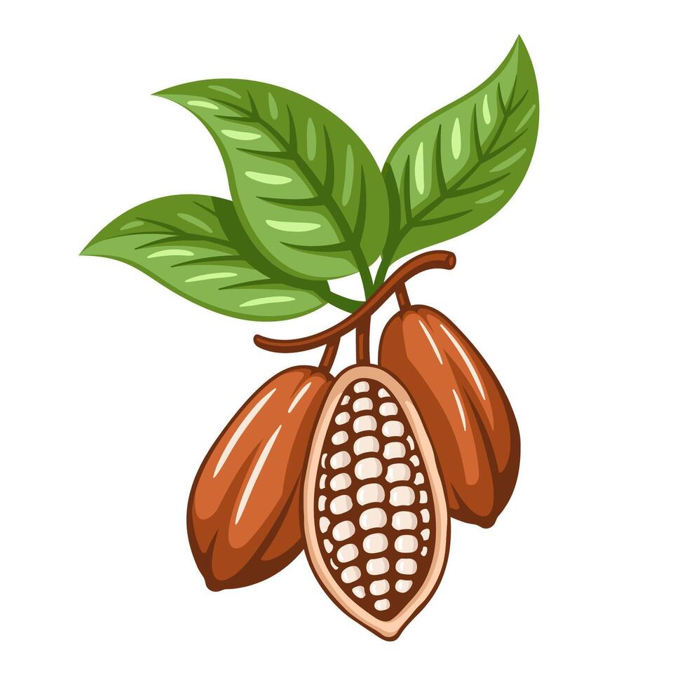 Cocoa beans isolated on white background. Logo template. Cacao beans illustration. Design elements vector