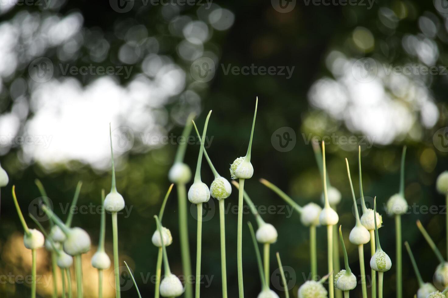 Close-Up of Garlic Heads Growing in Garden Against Soft Green Background photo