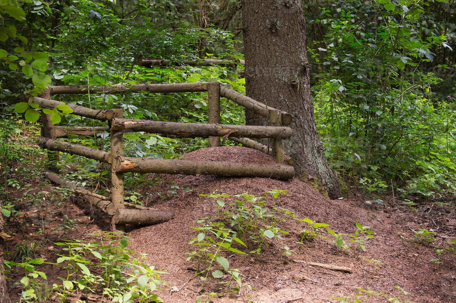 Natural Woodland Ant Hill Safeguarded by Rustic Wooden Fence Structure photo