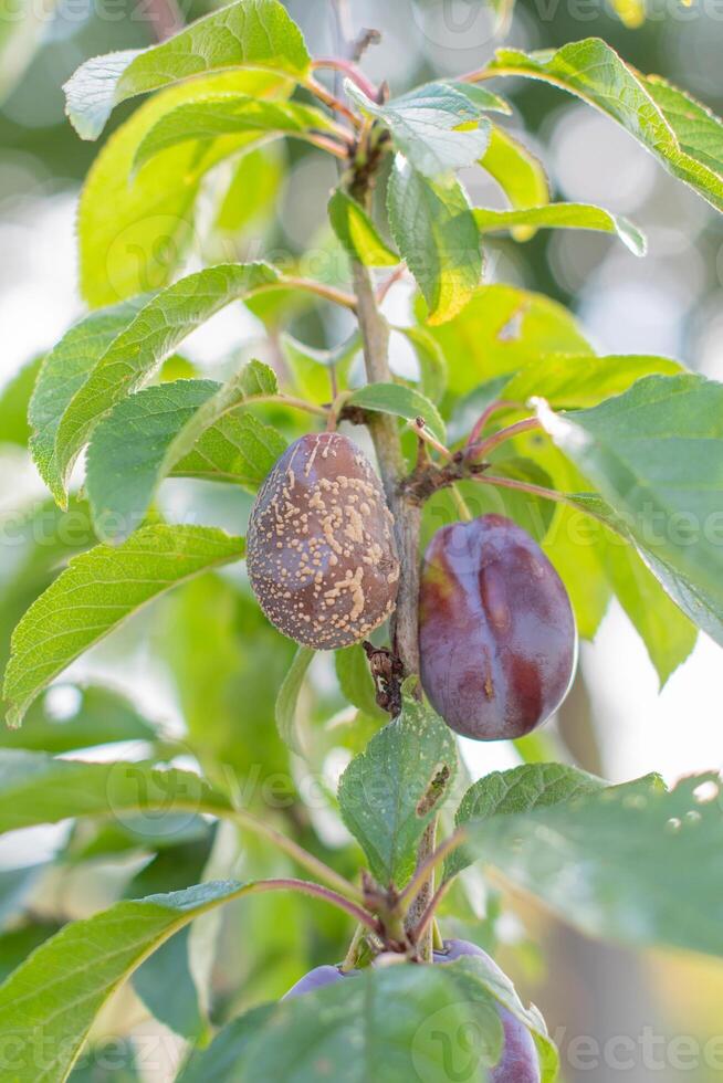 Brown rot damages plum fruit growing on a tree branch surrounded by green leaves in an orchard, highlighting the impact of plant diseases on fruit yields photo