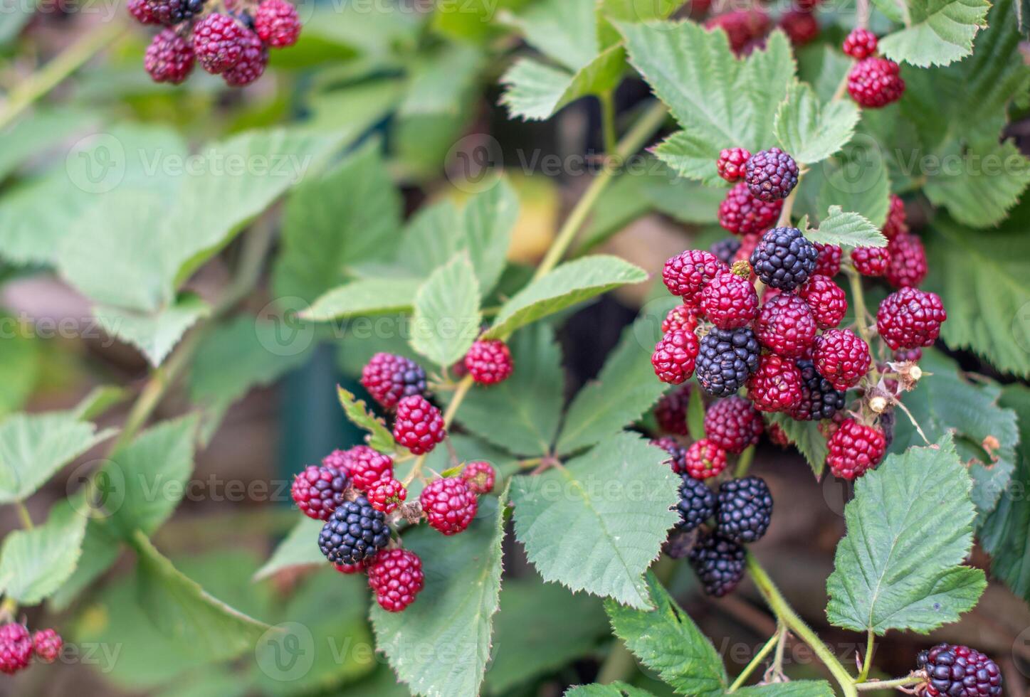 Close-up of ripe and unripe blackberries growing on a blackberry bush, showing a vibrant transition from red to deep black as they reach full ripeness, copy space photo