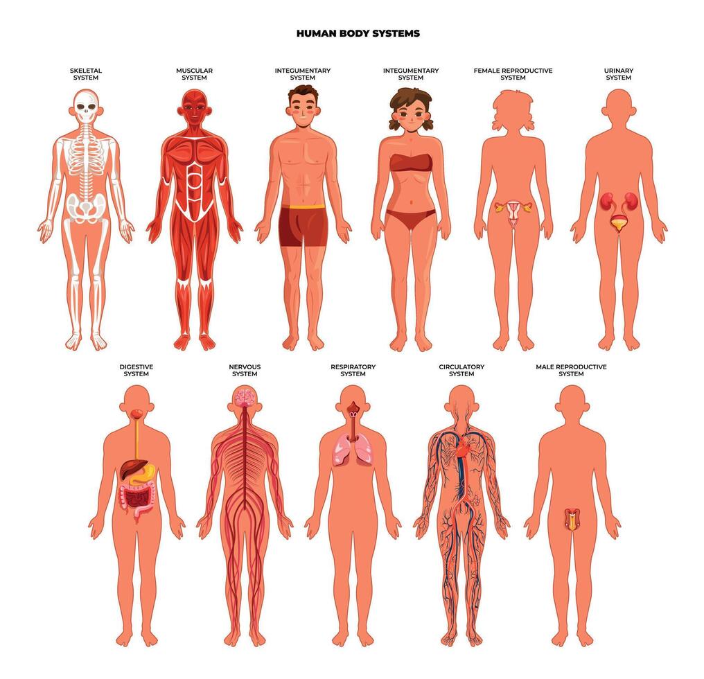 Illustration of human body systems vector