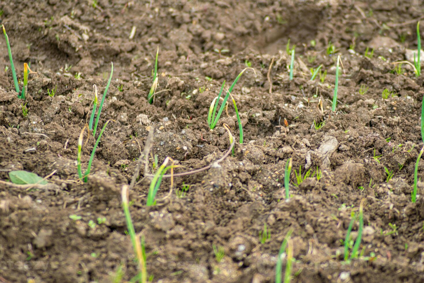 Young Green Onion Sprouts Growing in Rich Soil sprouts of freshly planted onions in an organic garden photo