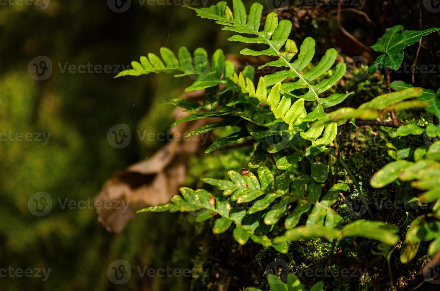 Mysterious atmosphere in a forest with sunlit green plants. photo